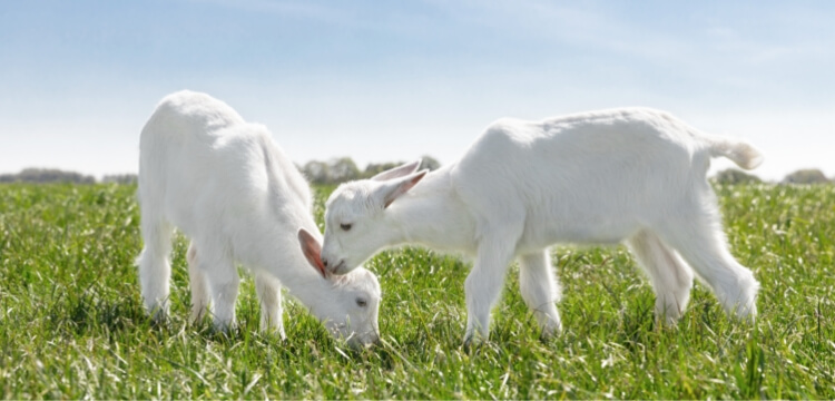 two kid goats on the meadow